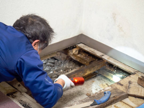 Best Water Damage Restoration  in Lonaconing, MD
