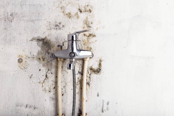 Best Mold Cleaning Services  in Lonaconing, MD
