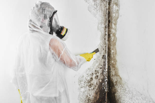 Best Mold Inspection  in Lonaconing, MD