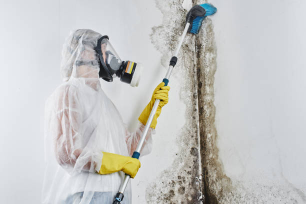 Best Professional Mold Removal  in Lonaconing, MD