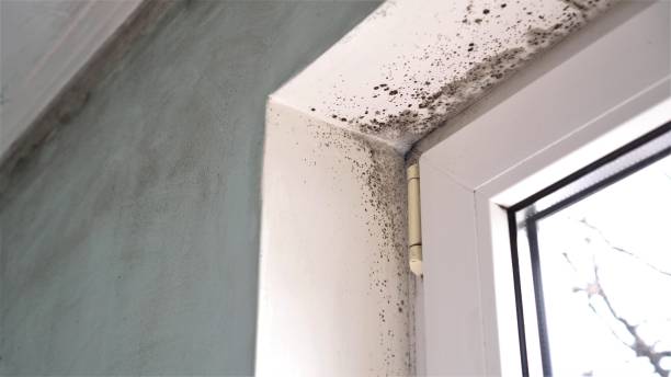 Best Mold Damage Repair  in Lonaconing, MD