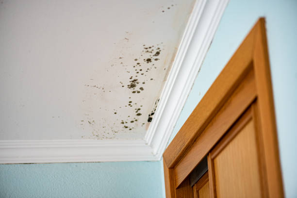 Best Residential Mold Removal  in Lonaconing, MD
