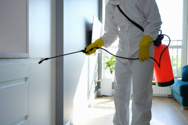 Certified Mold Removal in Lonaconing, MD