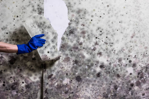 Best Emergency Mold Removal  in Lonaconing, MD