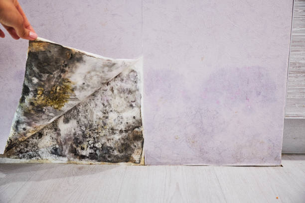 Reliable Lonaconing, MD Mold Removal Solutions